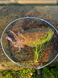 コウイカの釣果