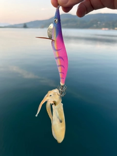 ヒイカの釣果