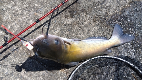 アメリカナマズの釣果