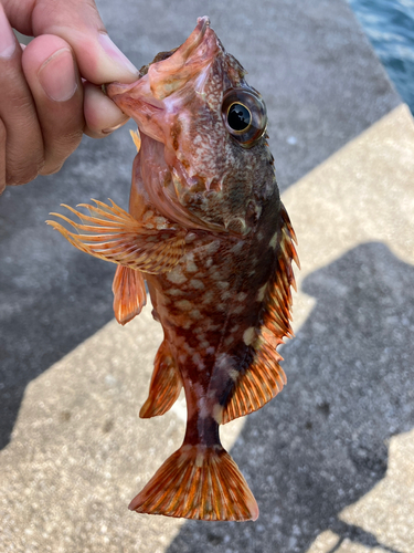 カサゴの釣果