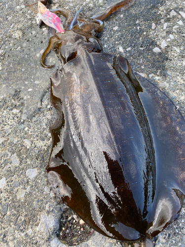 アオリイカの釣果