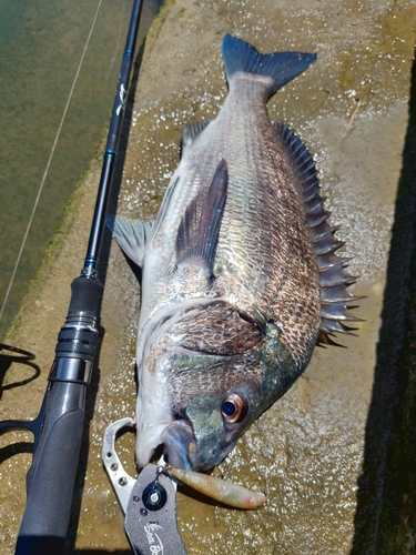 チヌの釣果