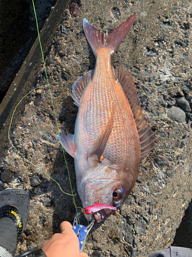 マダイの釣果