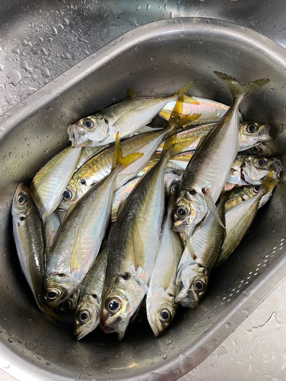 ひなっちのパパさんの釣果 1枚目の画像