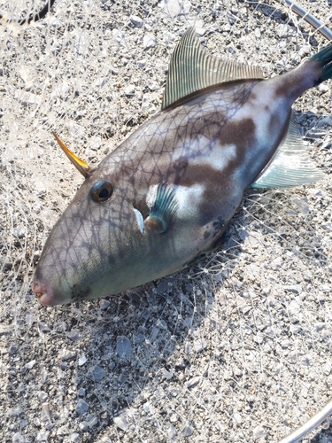 ウマヅラハギの釣果