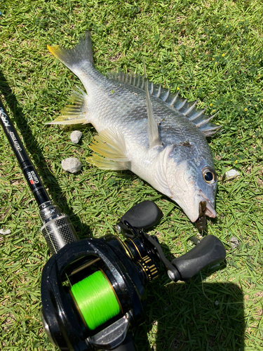 キビレの釣果