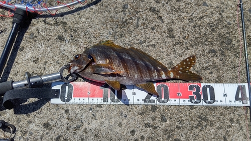 タカノハダイの釣果