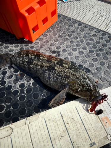 アイナメの釣果