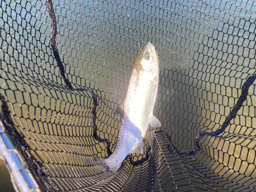 ニジマスの釣果