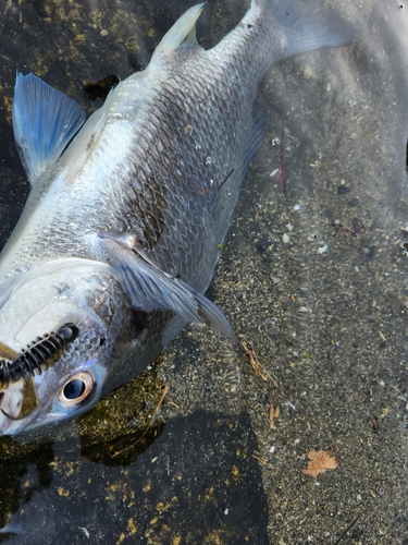 キビレの釣果