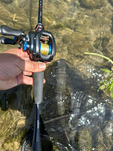 レインボートラウトの釣果