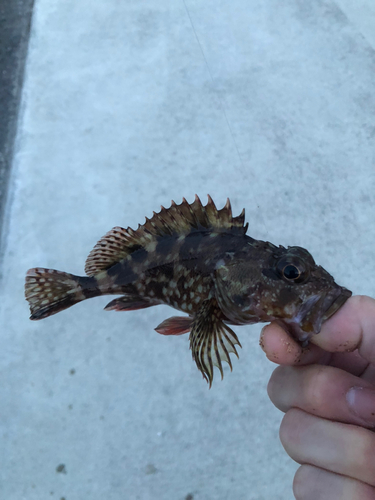 カサゴの釣果