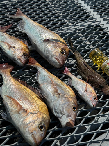 タイの釣果