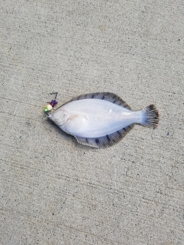 クロガシラガレイの釣果