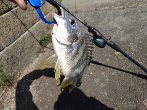 キビレの釣果