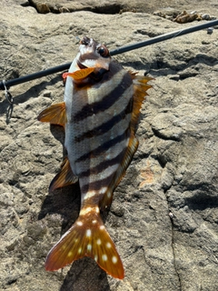 タカノハダイの釣果