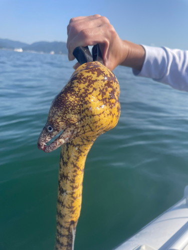 ウツボの釣果