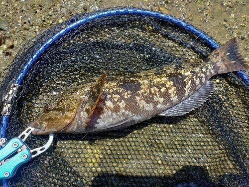 アイナメの釣果