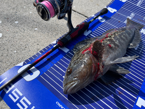 アイナメの釣果