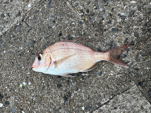 チダイの釣果