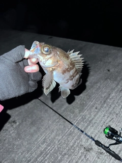 メバルの釣果