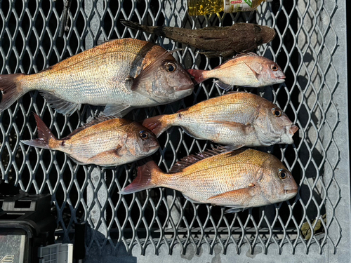 タイの釣果