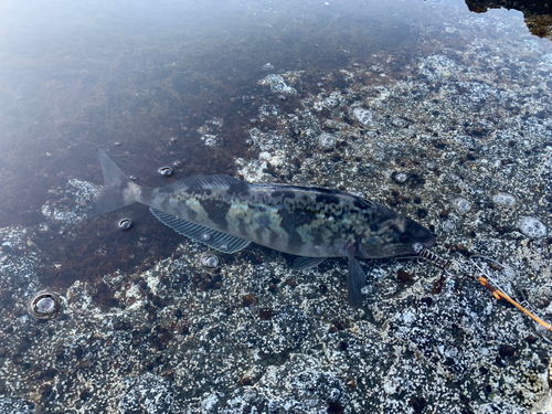 ホッケの釣果