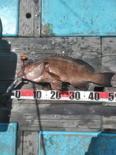 オオモンハタの釣果