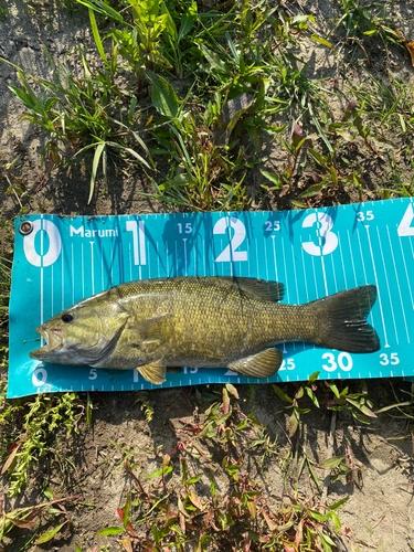 スモールマウスバスの釣果