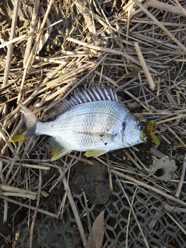 キビレの釣果