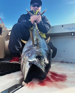 キハダマグロの釣果