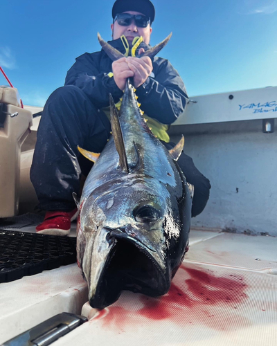 キハダマグロの釣果