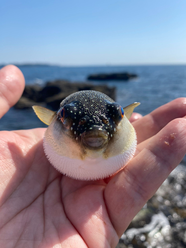 クサフグの釣果