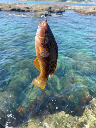 ベラの釣果