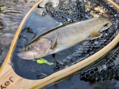 イワナの釣果