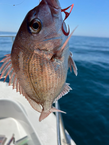 マダイの釣果