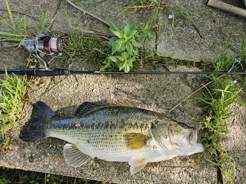 ブラックバスの釣果