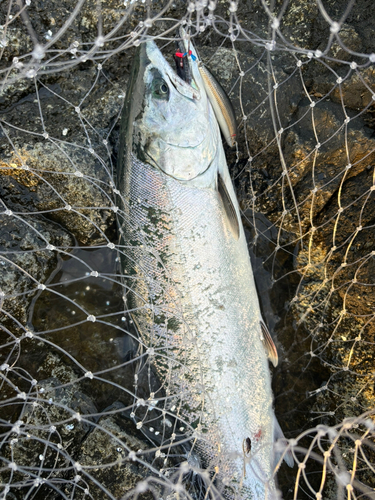 サクラマスの釣果