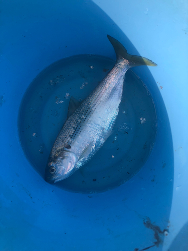 コノシロの釣果