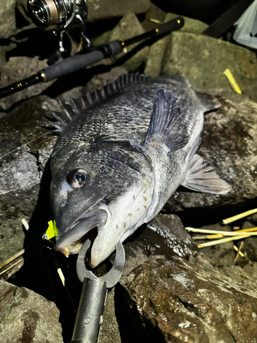 クロダイの釣果