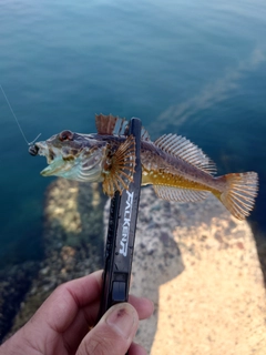 アナハゼの釣果