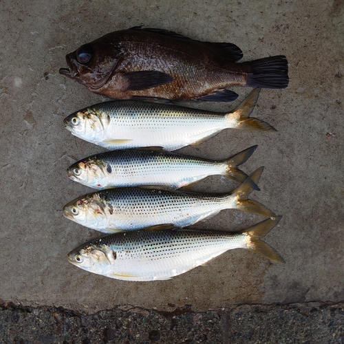 コノシロの釣果