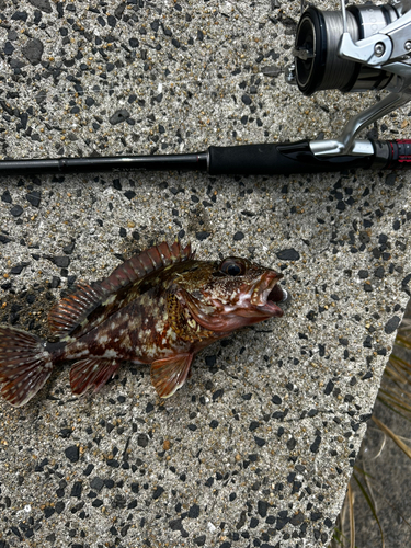 カサゴの釣果