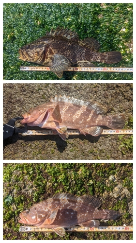 タケノコメバルの釣果