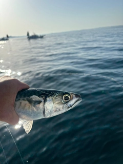 マサバの釣果