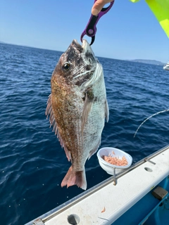 マダイの釣果