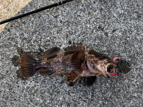 ベッコウゾイの釣果