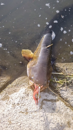 ナマズの釣果