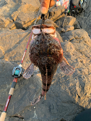 カジカの釣果