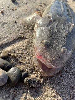 マゴチの釣果